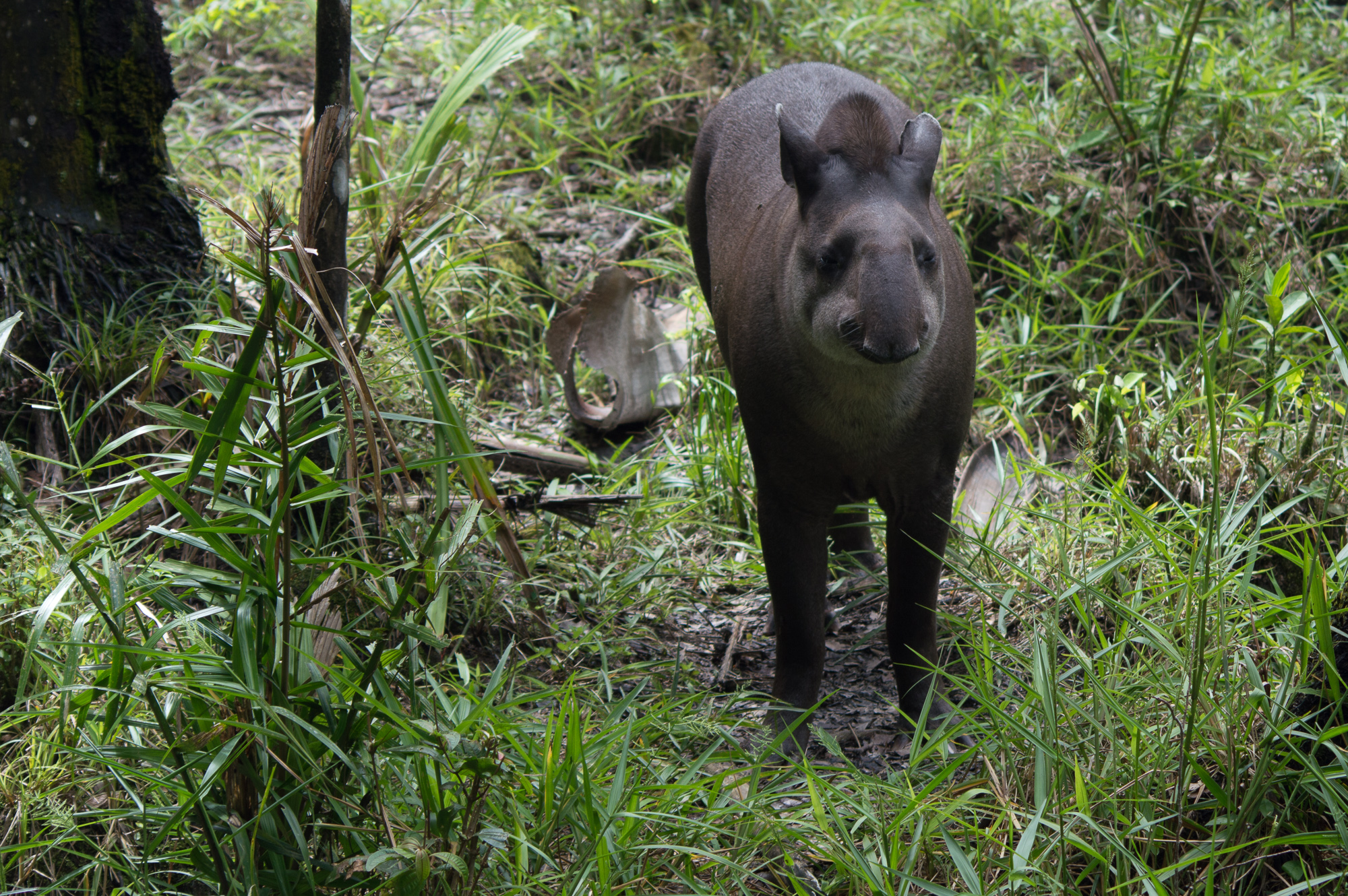 tapir